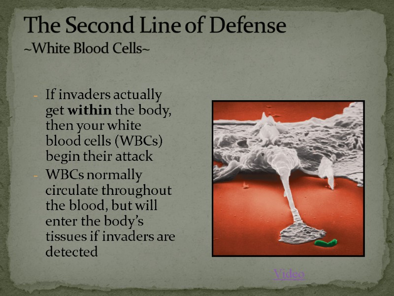 If invaders actually get within the body, then your white blood cells (WBCs) begin